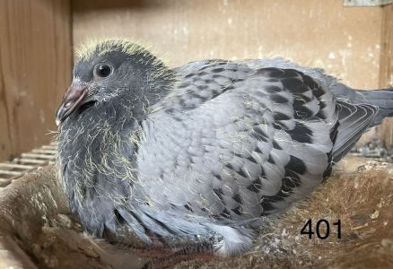 Ojciec gołębia 401 jest Syn olimpijczyk z Brukseli 2017 matka to wnuczka Rudego New Bliksem Vandenabeele parowana na swojego syna