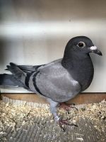 Ojciec gołębia 922 jest De Kleine Blauwe 5x1 i 4x2 i 3x3 konkurs Matka nailepsza na 15024 golabi i 5x1 konkurs