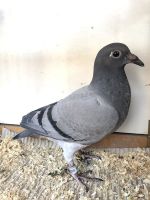 Ojciec z linii 1360 Pałka x a Matka pochodzi od Ruminskego po zlotei medalistce