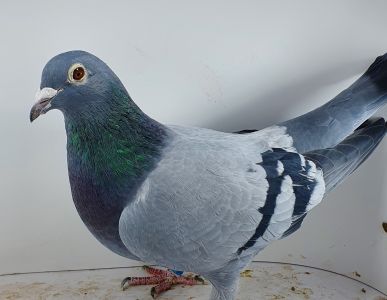 Okazja. Likwidacja super Rozpłodu