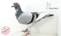 OL-0500-18-3308
