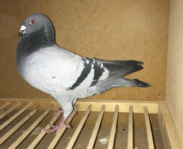 OL-19-1058166 Piwowarczyk Adam X Hans Eijerkamp