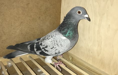 OL-19-1058195 Henri Menten x Roger Engelen x Piwowarczyk Adam