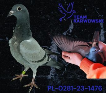 OLIMPIC LEO X CÓRKA OLIMPIJKI !!! PL-0281-23-1476