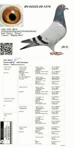 Orgi. Gebr. Blum Hoohmans Reynarert / Vandenabeele Linia,, Hary,, Fiona,,Jason,, Mighty Man,,