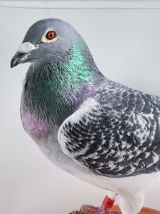 Orginał Przemysław Jędrzejczak 100% Henri Menten