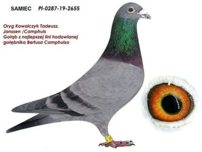 Oryg Kowalczyk Tadeusz