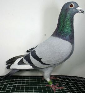 Oryg Tomasz Rumiński wnuk 7139&7045&1135&999