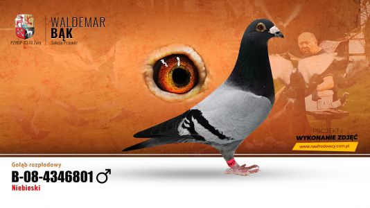 Oryginał Marcel Albrecht syn 1Asduif