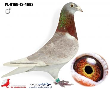 Oryginał RADOSŁAW ROŻNIATA PZHGP 0145