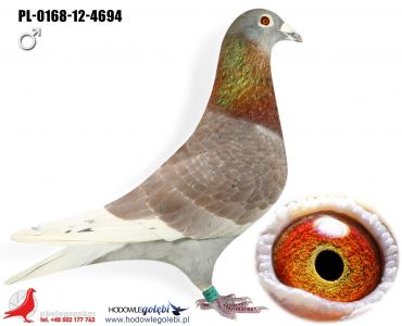 Oryginał RADOSŁAW ROŻNIATA PZHGP 0145