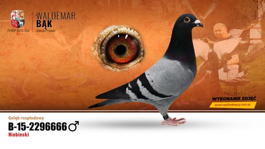 ORYGINAŁ Rik Custers z hodowli Ś.P. Waldemara Bąka linia Soontjes- Computer I, Computer II
