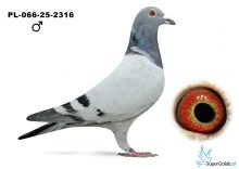 P-066-25-2316 DAWID GRDEŃ 