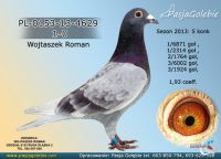PAKIET 10 GOŁĘBI MŁODYCH 2020r. CZERWONE I PŁOWE
