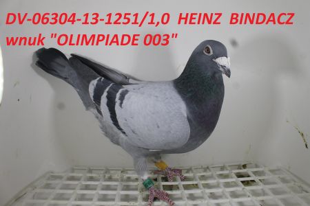 PAKIET 10 GOŁĘBI MŁODYCH 2020r. LINIA HEINZ BINDACZ