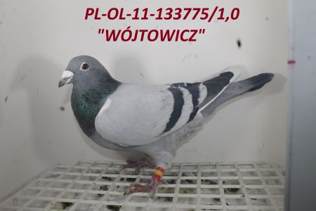 PAKIET 10 GOŁĘBI MŁODYCH 2020r. LINIA WÓJTOWICZ