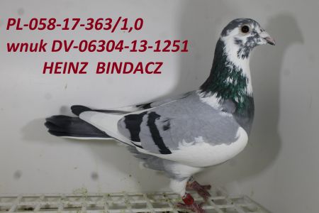 PAKIET 10 GOŁĘBI MŁODYCH 2020r. PSTRE