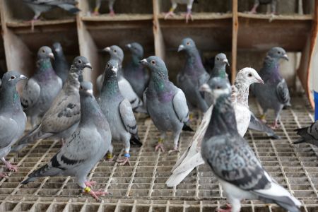 Pakiet 10 szt. + 2 szt. GRATIS