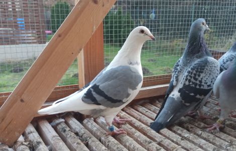 PAKIET 40 MŁODYCH DO LOTU NA SEZON 2026