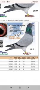 Pakiet 5 gołębi młodych +1 gołąb z rozpłodu gratis