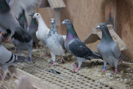 Pakiet 5 szt. + 1 szt. GRATIS