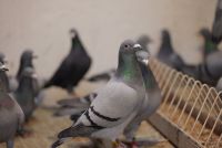 Pakiet 5 szt. + 1 szt. GRATIS