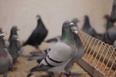 Pakiet 5 szt. + 1 szt. GRATIS