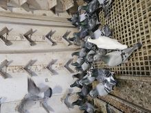 Pakiet 5 szt. + 1 szt. GRATIS