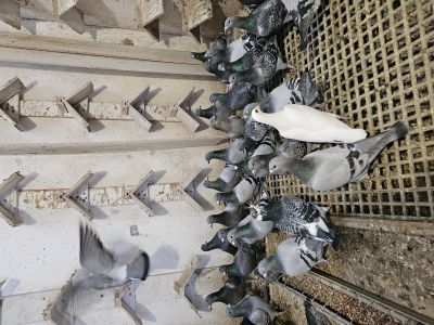 Pakiet 5 szt. + 1 szt. GRATIS