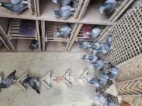 Pakiet 5 szt. + 1 szt. GRATIS