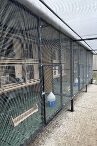 Pakiet 7 młodych gołębi z 2026 r. pod Wspólne Gołębniki - Artur Naculak