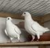 Pakiet 7 młodych gołębi z 2026r. na loty oddziałowe - Artur Naculak