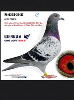 Pakiet młodych z Gołębnika rozpłodowego do lotu 5+1 gratis