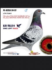 Pakiet młodych z Gołębnika rozpłodowego do lotu 5+1 gratis