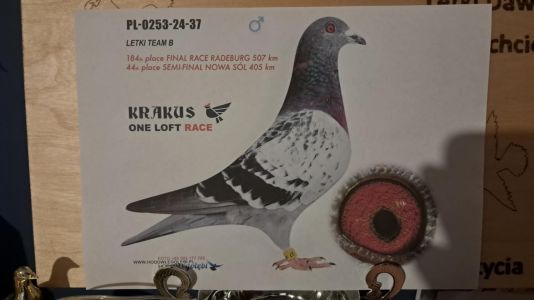 Pakiet młodych z Gołębnika rozpłodowego i lotowego do rozpłodu!!! 8 sztuk