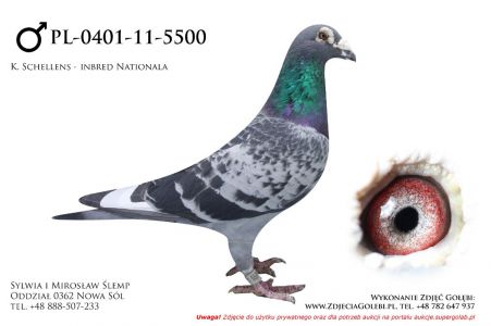 Para Schellens: PL-0401-11-5500 + PL-0445-12-10611