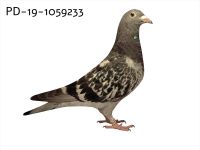 PD-19-1058233