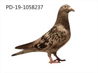PD-19-1058237