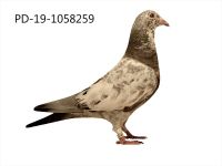 PD-19-1058259