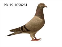 PD-19-1058261 SAMIEC