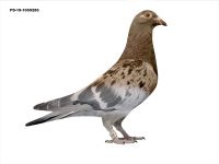 PD-19-1059285 SAMICA