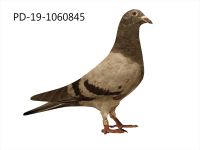 PD-19-1060845 SAMICA