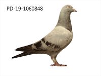 PD-19-1060848 SAMICA