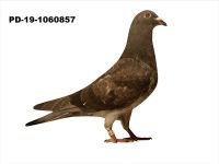 PD-19-1060857 SAMIEC