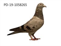 PD-19-1068265 SAMICZKA
