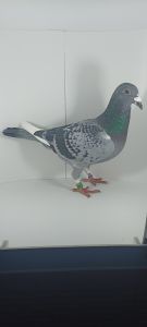 Pełne rodzeństwo 41 z Extra Finału oraz 73 z Finału 502km WG Roztocze 2023r