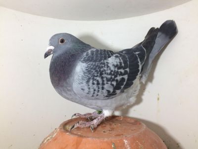 PL-00264-18-10506- oryg. Marek Trzaska