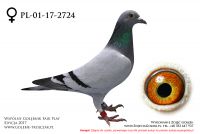 PL-01-17-2724