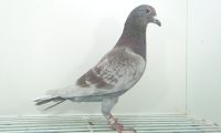 PL-01-20-848 - SYROWKA-GAJCY