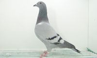 PL-01-20-9699 - 21 gołab z Małego Finału - SYRÓWKA-GAJCY